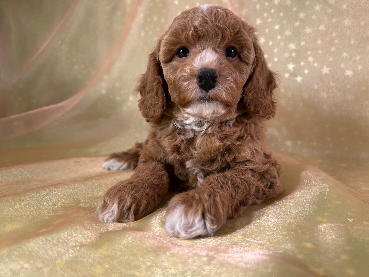 Female Bichon Poodle Puppy for Sale DOB 10-2-2025 $950